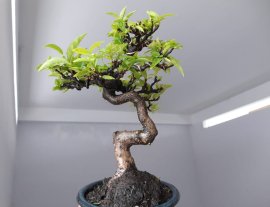 Mai Lá Lớn mini già chát...