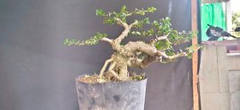 Gl ae sam hương hoành thân 14cm