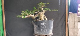 Gl ae sam hương hoành thân 14cm