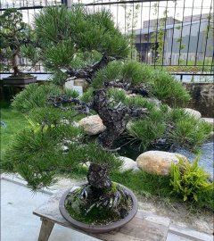 Thông đen Japan