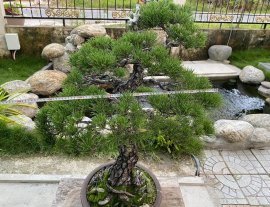Thông đen Japan