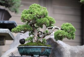 Itoigawa shimpaku Japan