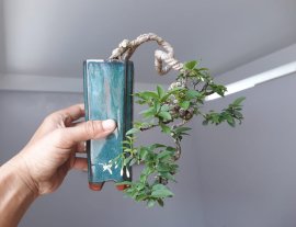 Mai lá lớn mini...