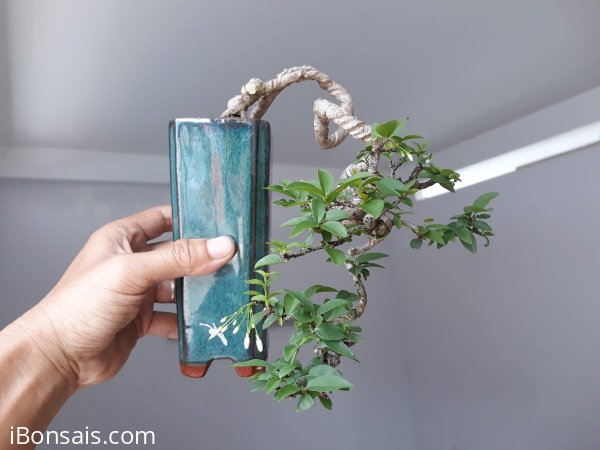 Mai lá lớn mini...