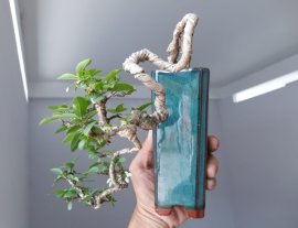 Mai lá lớn mini...