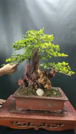 Trắc nghệ lũa quái đẹp, vừa tầm 1 người bê, H 65, cao 58 gl ạ