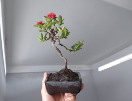 Em Trang Sen dáng văn nhân 19 cm...