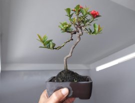 Em Trang Sen dáng văn nhân 19 cm...
