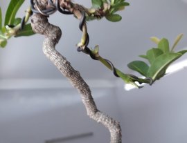 Em Trang Sen dáng văn nhân 19 cm...