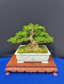 Mai chiếu thủy lá lớn da đen 