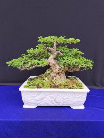 Mai chiếu thủy lá lớn da đen 