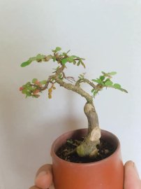 Em liễu để bàn