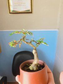 Em liễu để bàn