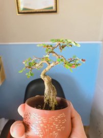 Em liễu để bàn