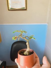 Em liễu để bàn