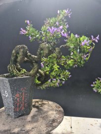 Linh sam siêu hoa quái dáng đổ