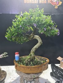 Linh sam siêu hoa rin cao 50