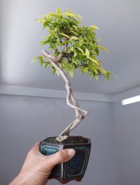Mai chiếu thủy ghép bông kép...