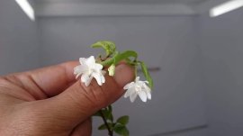 Mai chiếu thủy ghép bông kép...