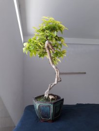 Mai chiếu thủy ghép bông kép...
