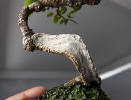 Em Sam trái lắc lượn...