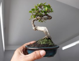 Em Sam trái lắc lượn...