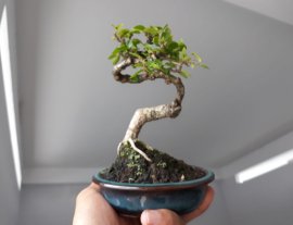 Em Sam trái lắc lượn...