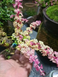 Cần thăng đọt hồng, cánh bướm