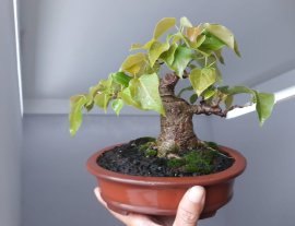 Em Lâm Vồ ( Đề Trắng) lùn lực...