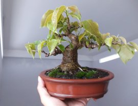 Em Lâm Vồ ( Đề Trắng) lùn lực...