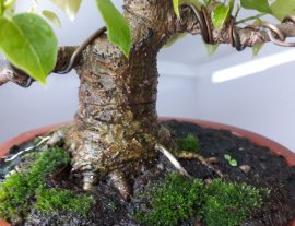 Em Lâm Vồ ( Đề Trắng) lùn lực...