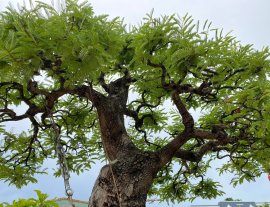 Me già hàng tuyển ạh