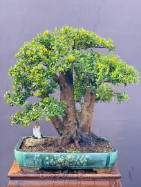 Hải châu ạ