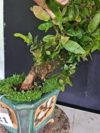 Mai vàng tự quắn gluu cả nhà, cây khỏe