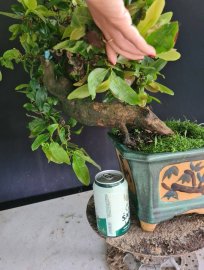 Mai vàng tự quắn gluu cả nhà, cây khỏe
