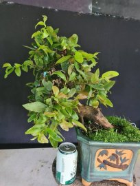 Mai vàng tự quắn gluu cả nhà, cây khỏe
