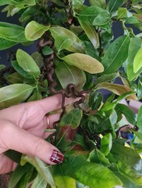 Mai vàng tự quắn gluu cả nhà, cây khỏe