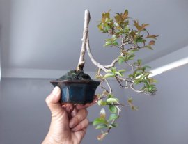 Em là Tường Vi mini...