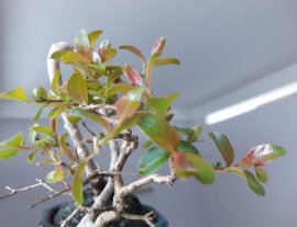 Em là Tường Vi mini...