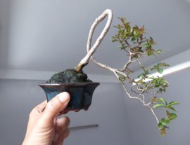 Em là Tường Vi mini...
