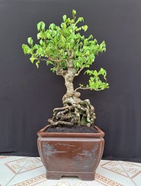Khế siêu già