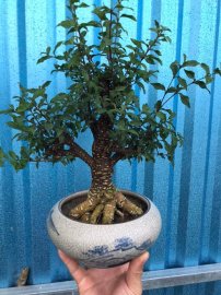 Hồng ngọc mai sắp đế