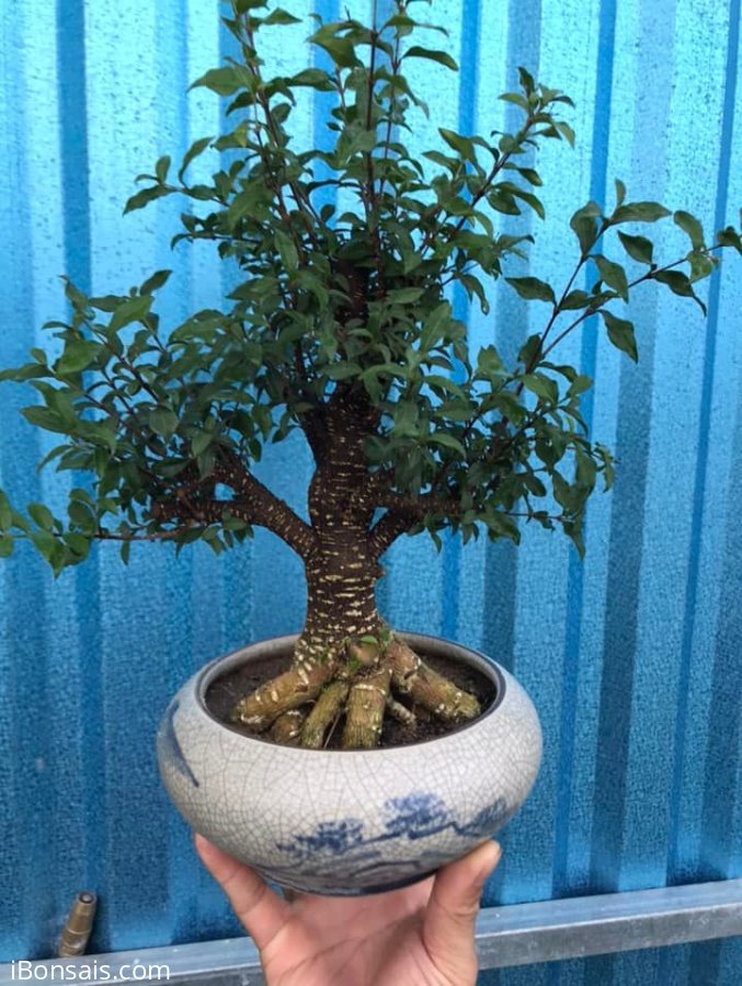 Hồng ngọc mai sắp đế