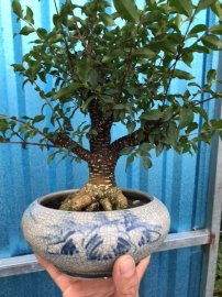 Hồng ngọc mai sắp đế