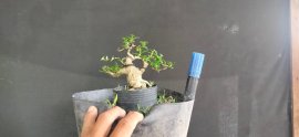 Gl ae sam hương 300k bao phí