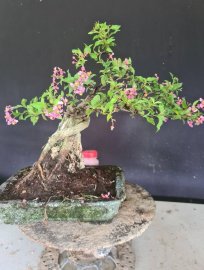 Hồng ngọc mai ôm đá đang hoa