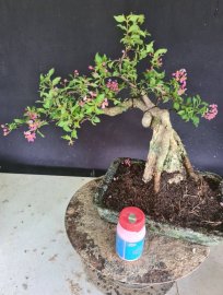 Hồng ngọc mai ôm đá đang hoa