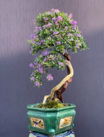 Tác phẩm linh sam văn nhân