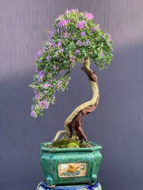 Tác phẩm linh sam văn nhân