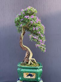 Tác phẩm linh sam văn nhân